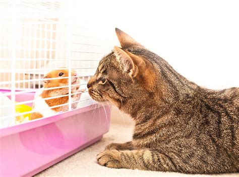 Cat And Hamster Photograph By Tom Gowanlock