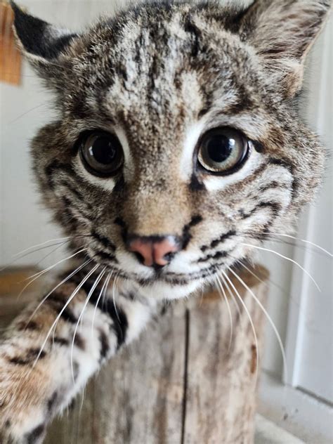 Oregonians Get Chance To Catch Glimpse Of Too Cute Baby Bobcat At High