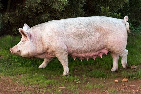 Hd Wallpaper Pig Sow Pork Swine Animal Farm Mammal Mother