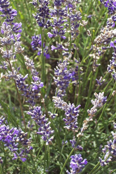 Calming Lavender Nature Photos Plants Flowers