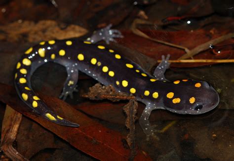 Spotted Salamander Ambystoma Maculatum Salamander Reptiles And
