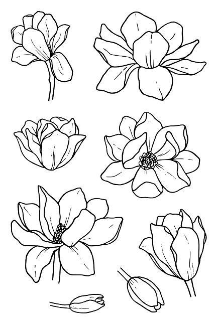 Download this premium vector about magnolia flower drawings. Magnolia in 2020 | Flower art, Floral drawing, Flower sketches