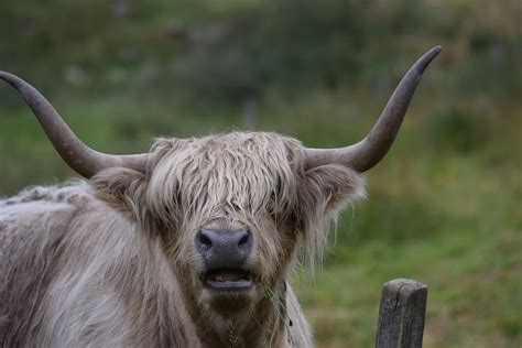 Hd Wallpaper Highland Cow Animal Horns Livestock Bull Hairy
