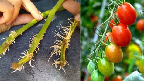 Como Fazer Mudas De Tomate Super FÁcil Com Flores Em 5 Dias Youtube