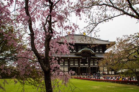5 Things To Do In Nara Japan The Five Foot Traveler