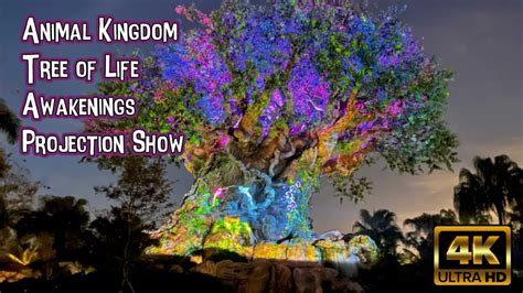 Animal Kingdom Awakenings Projection Show Rendezvous 4k Pov Tree