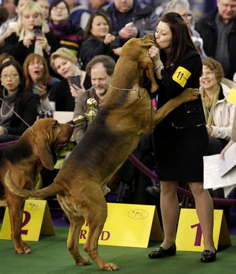 2015 Westminster Dog Show Spoils To The Winner A Bloodhound Named