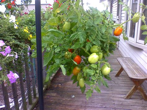 Musings From Illinois Upside Down Tomato Plant