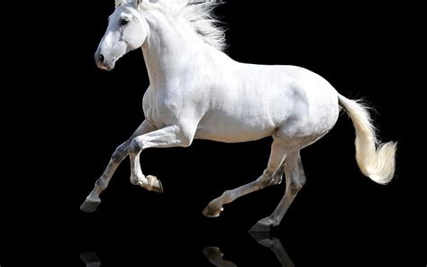 Beautiful White Horse Running