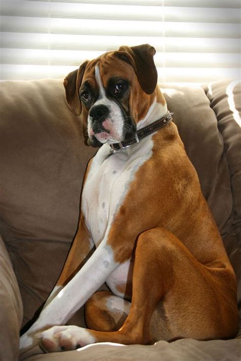 Are Boxer Bulldogs Good With Children