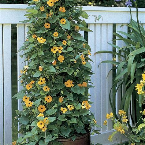 Black Eyed Susan Vine Seeds Park Seed