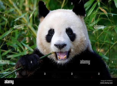 Giant Panda Ailuropoda Melanoleuca Feeding On Bamboo Captive Zoo