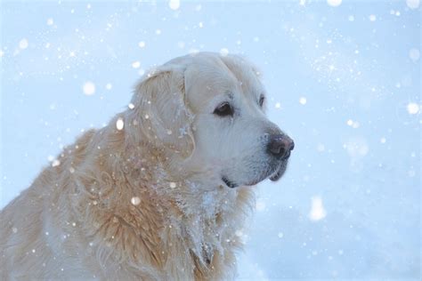 Free Images Snow Winter Sweet Puppy Pet Golden Retriever