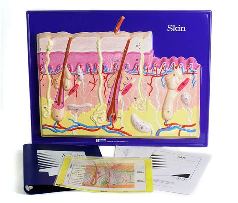 Scott Resources And Hubbard Scientific Skin Model Activity Set Anatomy