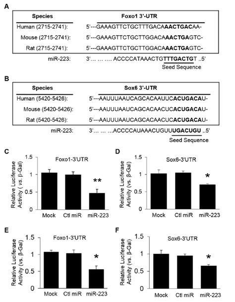 mir 223 directly targets foxo1 and sox6 pathways a b the putative download scientific diagram