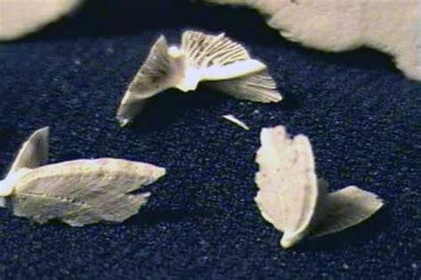 Encyclopedian Dictionary North Carolina Sea Shells Sand Dollar