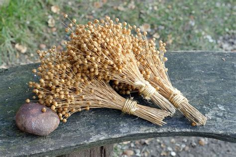 How To Grow Flax For Oil And Fiber Plantation Harvest And Storage