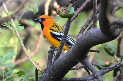 Orange Birds Picture And Id Guide Bird Advisors