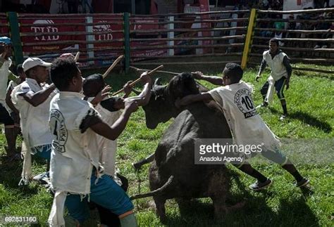 Betsileo Men Fight With Zebu Bull During Traditional Savika News