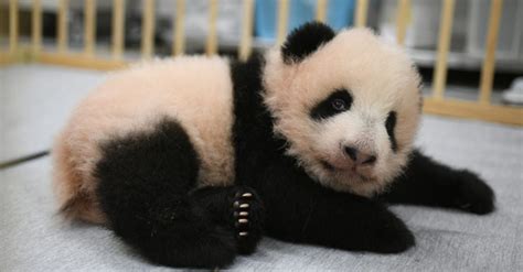 Anak Panda Raksasa Di Kebun Binatang Tokyo Diberi Nama Sebelum Debut Publik