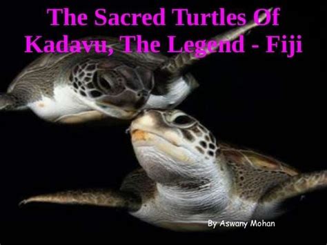 The Sacred Turtles Of Kadavu