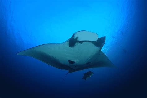 In The Water With Manta Rays On A Snorkel Tour In Kona Hawaii