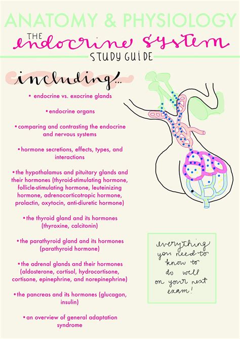 The Endocrine System Outline And Study Guide Anatomy And Physiology