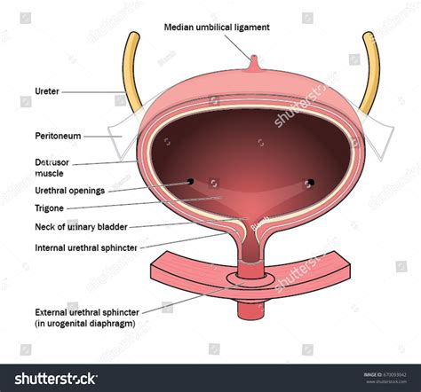 Bladder Diagram Labeled