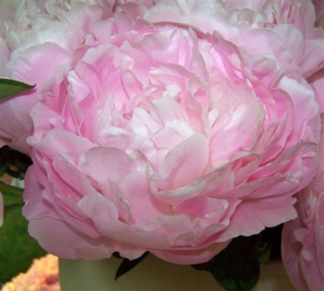 Moonstone Peonies Garden Peonies Pink Peonies