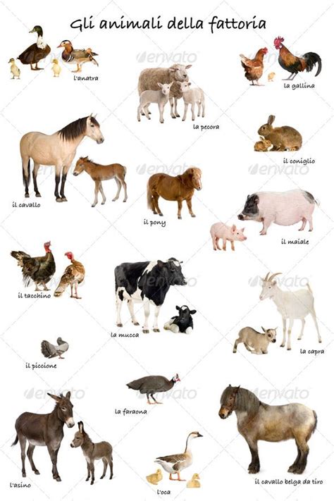 Collage Of Farm Animals In Italian In Front Of White Background Studio