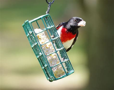 8 Common Questions About Suet For Birds Birds And Blooms