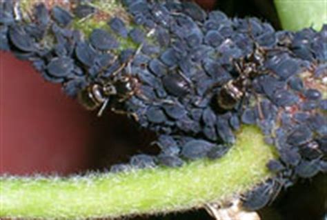 2008, the rhs has been surveying the distribution and. BBC - Gardening - Advice: Pest and disease identifier