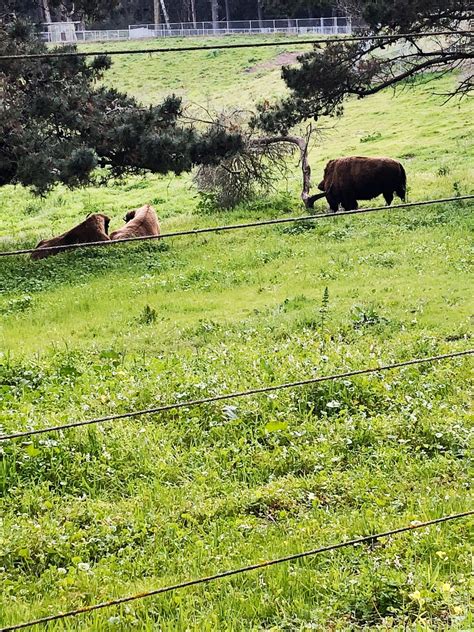 Bison Paddock Golden Gate Park San Francisco A Passion And A Passport