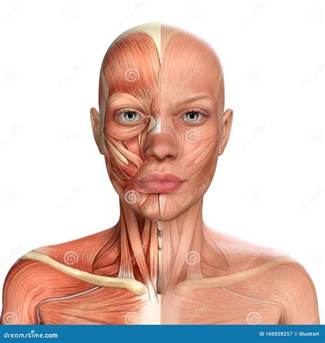 Ilustração 3d De Anatomia Dos Músculos Da Face Feminina Ilustração