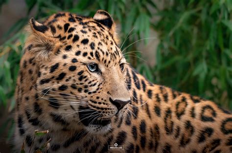 Amur Leopards On Behance