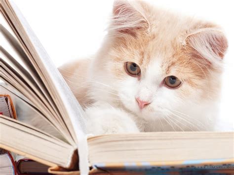 Bookish Cat Book Nice Cat Reading Hd Wallpaper Peakpx
