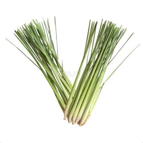 Organic Lemon Grass At Lowest Price In Agra Suppliertraderexporter