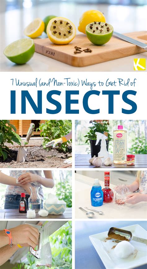 7 Unusual And Non Toxic Ways To Get Rid Of Insects Natural Bug