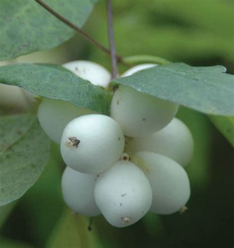 How To Grow And Care For Common Snowberry Alyasabrinaofficial