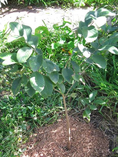 Annonaceae (anon) cherimoya (annona cherimola) this tree produces white fleshed custard like fruit that is sweet and delicious. My Edible Fruit Trees: Cherimoya Trees NSW