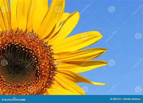 Sunflower Beauty Stock Photo Image Of Gold Prime Seasonal 585754