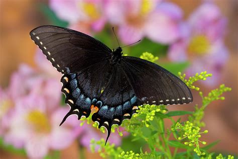 Black Form Of Eastern Tiger Swallowtail Photograph By Darrell Gulin