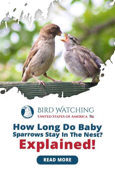 How Long Do Sparrows Stay In The Nest Explained