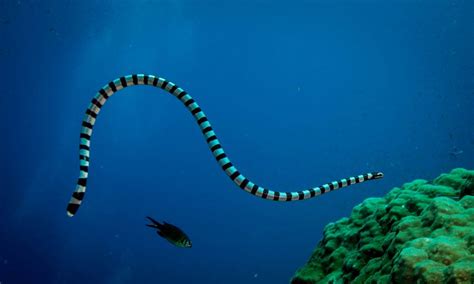 Top 10 Most Dangerous Sea Creatures Worlds Top Most