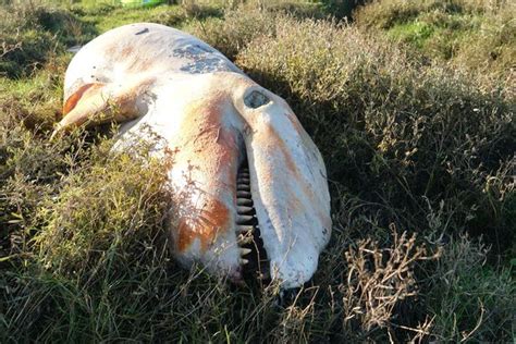 Killer Whale Found Dead With Tonnes Of Plastic In Its Stomach On Brit