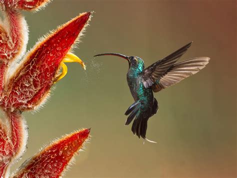 The 2016 Audubon Photography Awards Top 100 Audubon