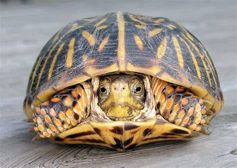 All About Box Turtles Welcome Wildlife