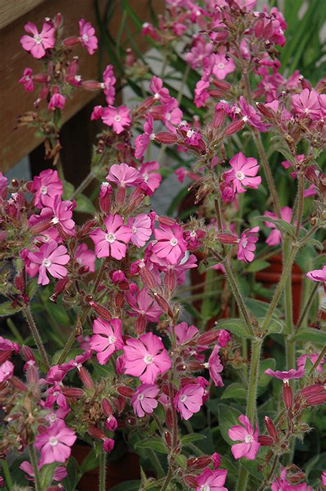 Ft retail… on for decades.supplies since the staff at the hadley garden center have been helping… Rolly's Favorite Campion (Silene 'Rolly's Favorite') in ...
