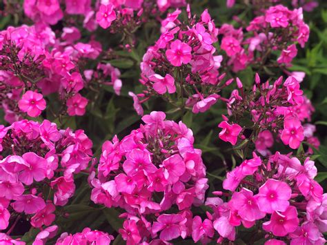 Bubblegum Phlox Has Pink Blossoms That Are Accentuated By Dark Pink