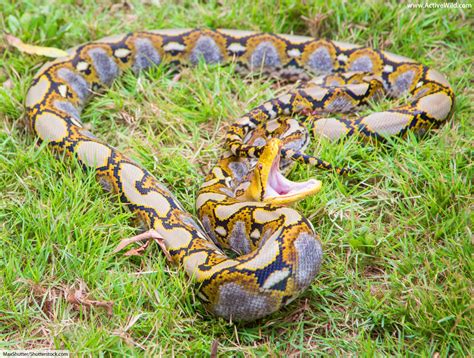 Reticulated Python Python Reticulatus Pictoral The World Of Animals